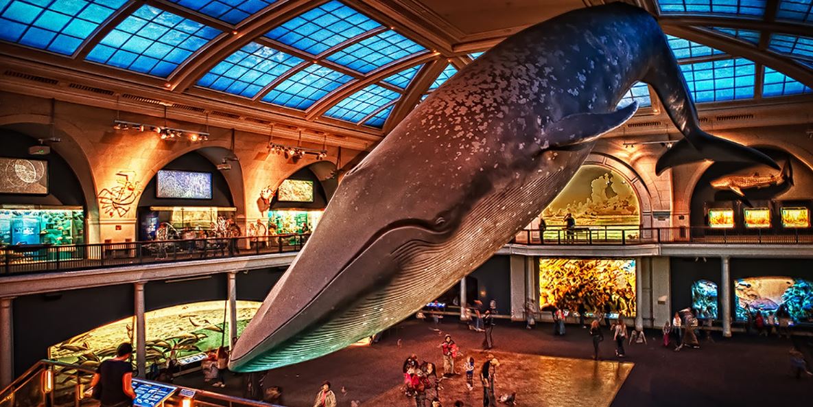whale at Natural History Museum